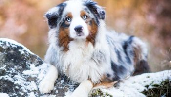 Australsk hyrdehund: en blanding, der er blevet en af de bedste hyrdehunde