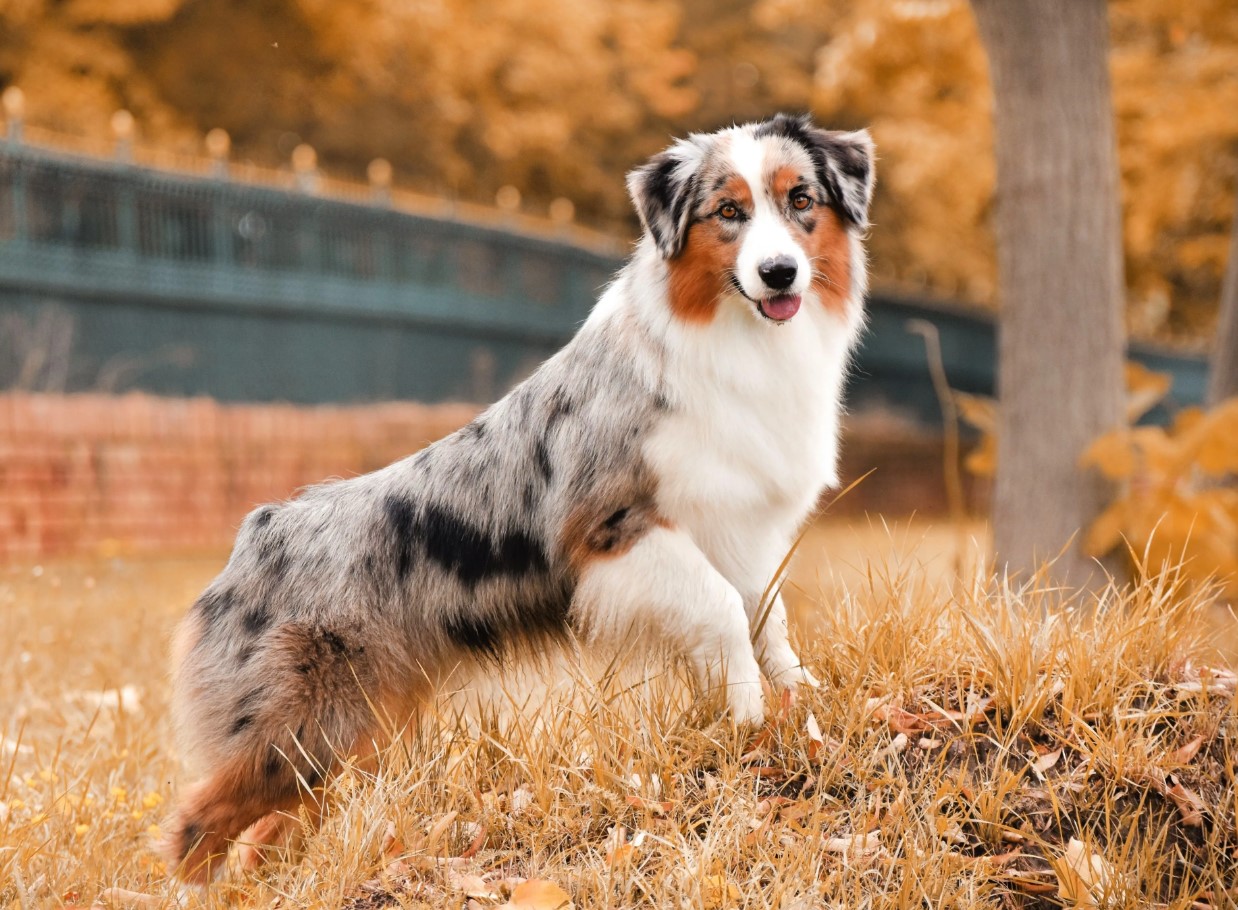 Australsk hyrdehund: en blanding, der er blevet en af de bedste hyrdehunde