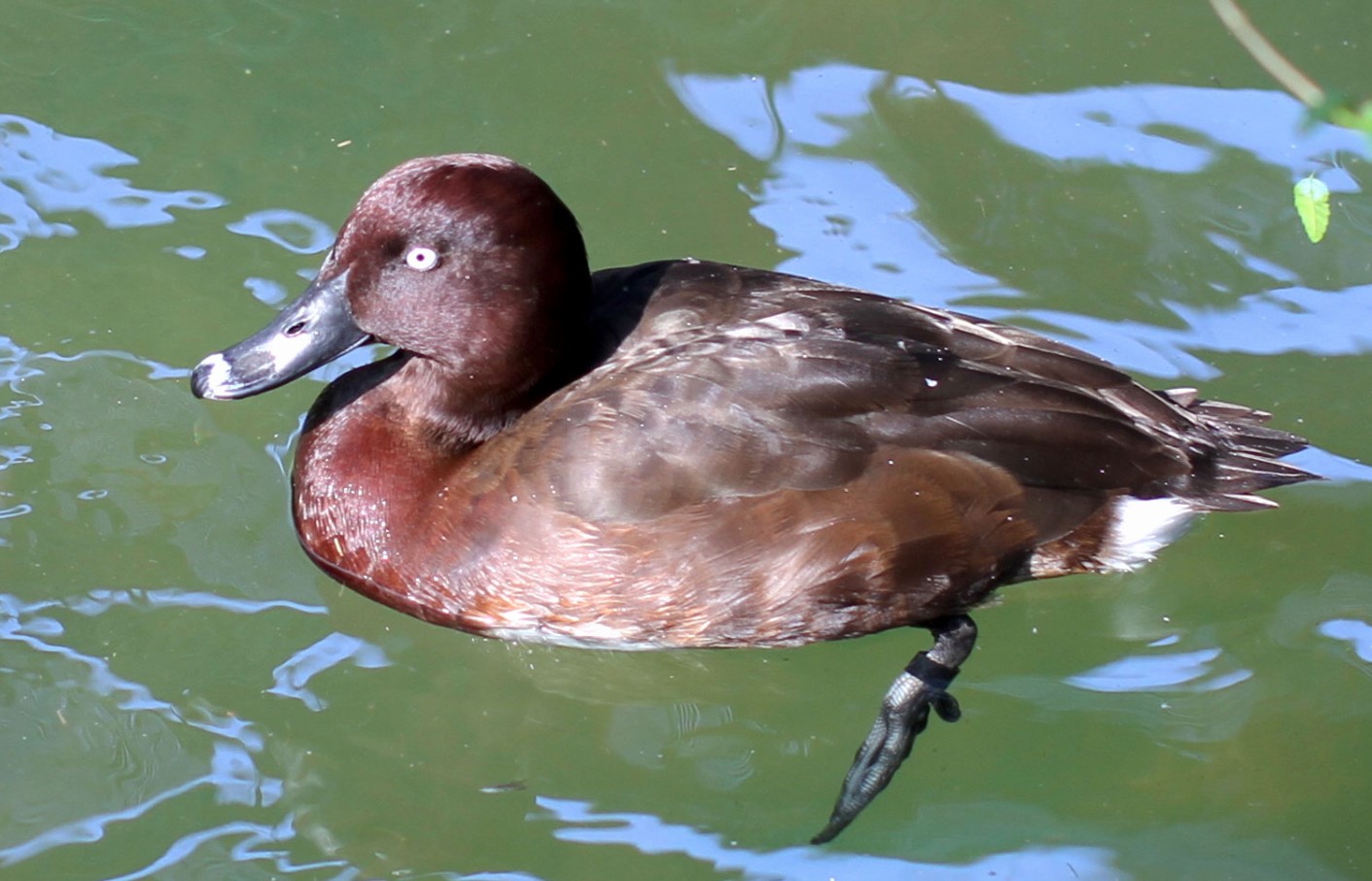 Aythya innotata