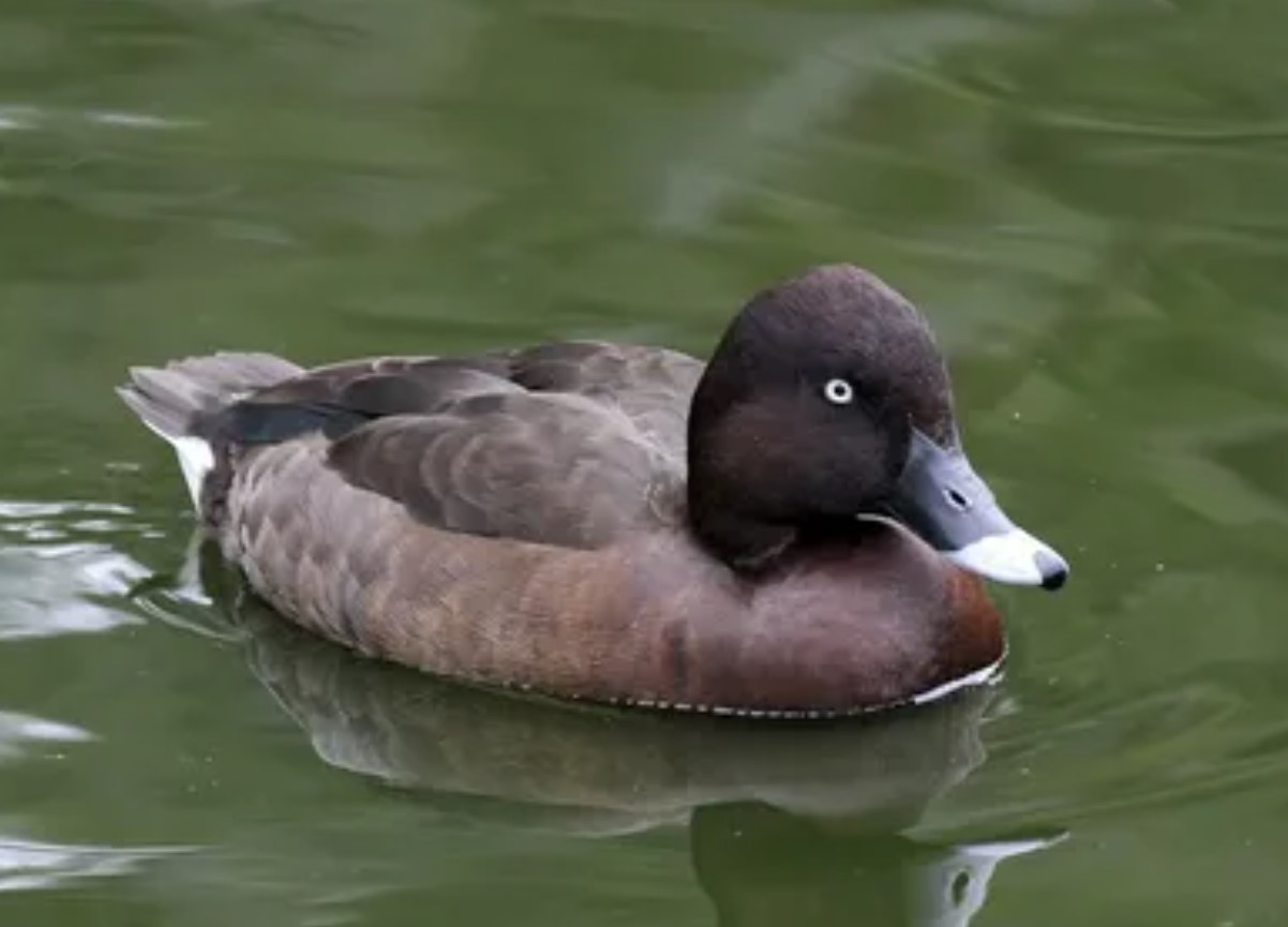 Aythya innotata