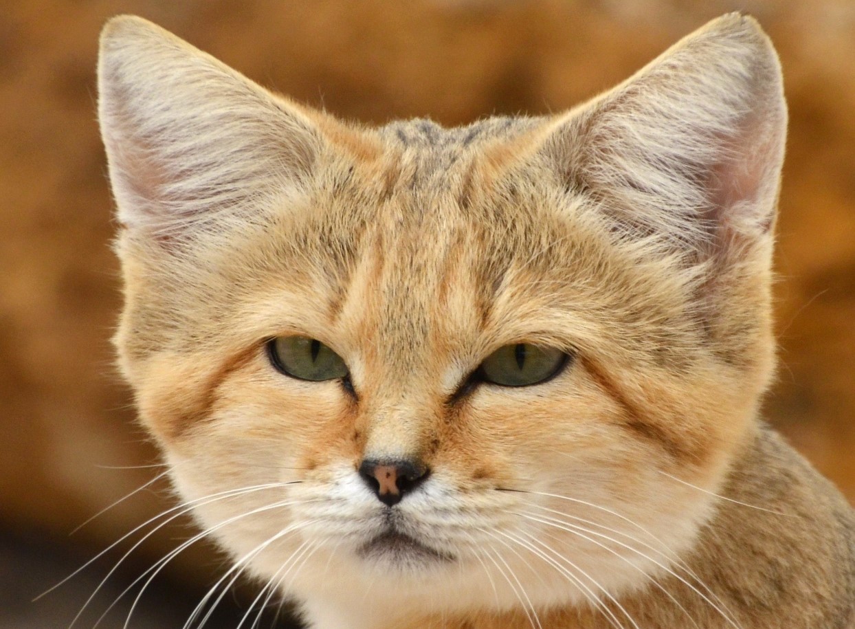 De fanger slanger og gemmer sig i huler: barkhan-kattens fantastiske verden