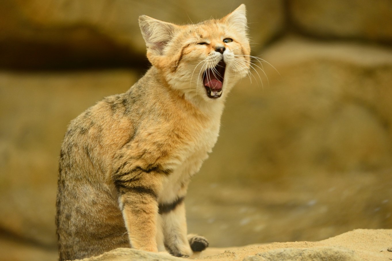 De fanger slanger og gemmer sig i huler: barkhan-kattens fantastiske verden