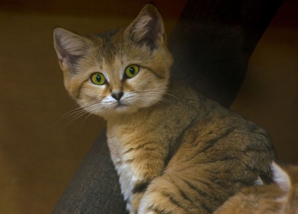De fanger slanger og gemmer sig i huler: barkhan-kattens fantastiske verden