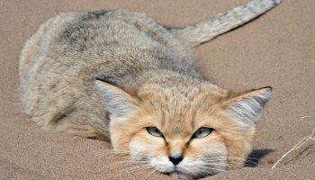 De fanger slanger og gemmer sig i huler: barkhan-kattens fantastiske verden