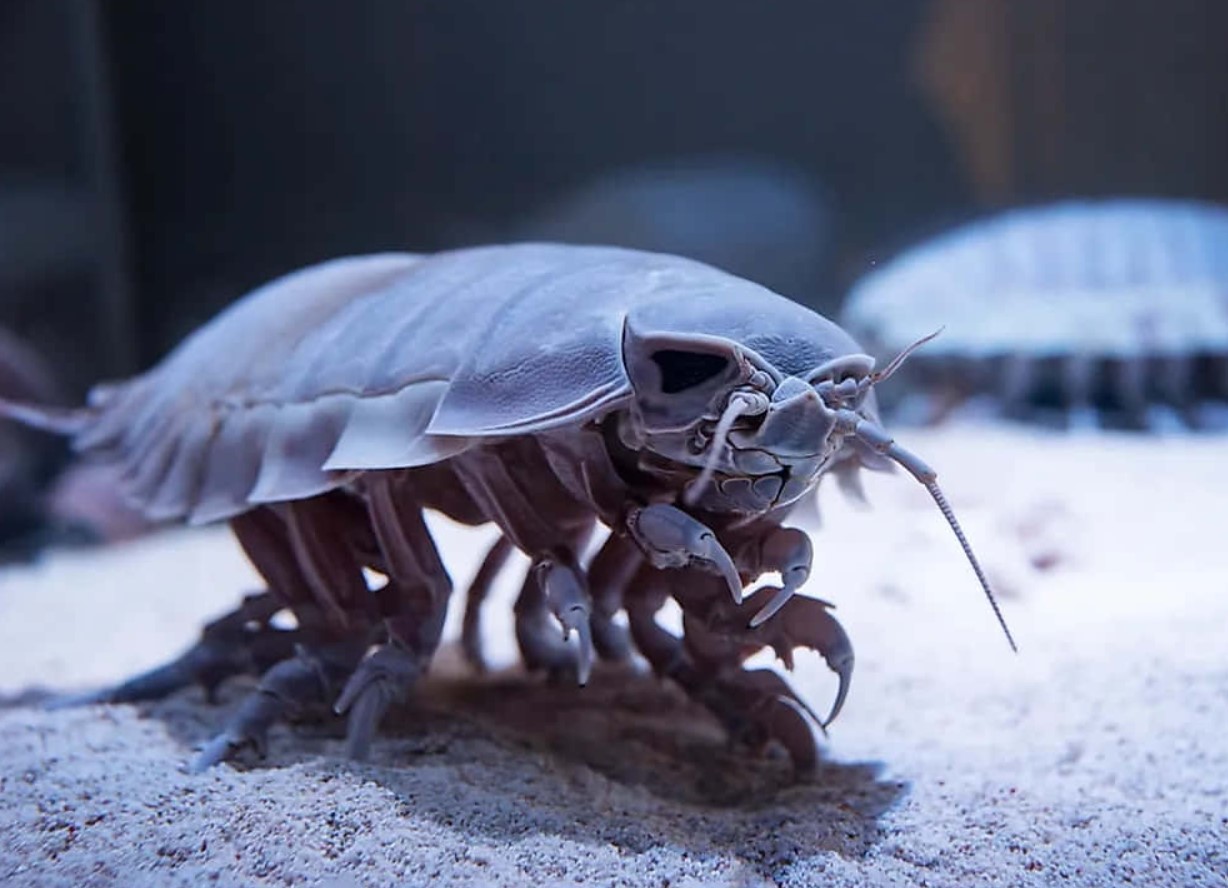 Bathynomus vaderi