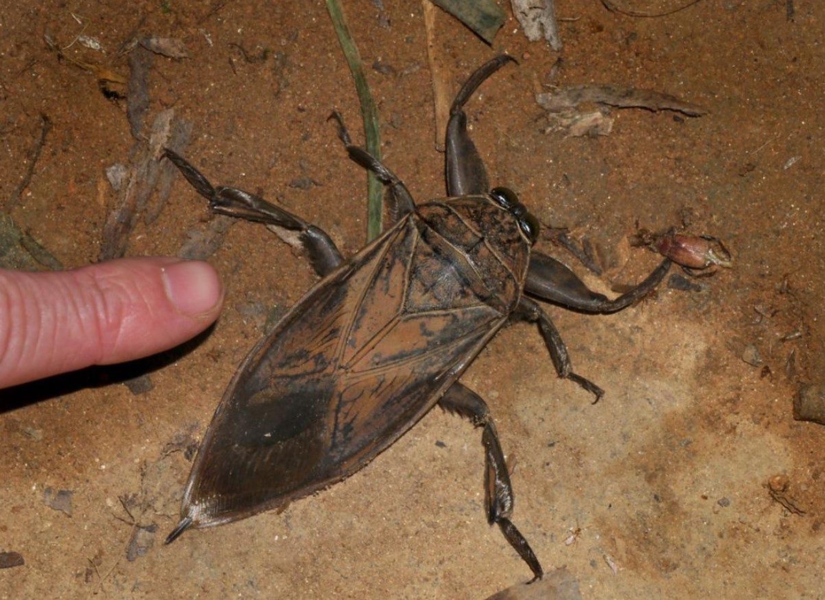 Belostoma: en rovdyr vandbille, der kan være en lækker delikatesse i Thailand