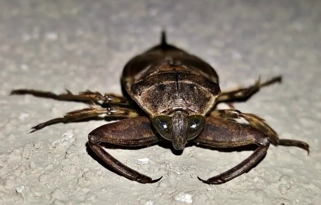 Belostoma: en rovdyr vandbille, der kan være en lækker delikatesse i Thailand
