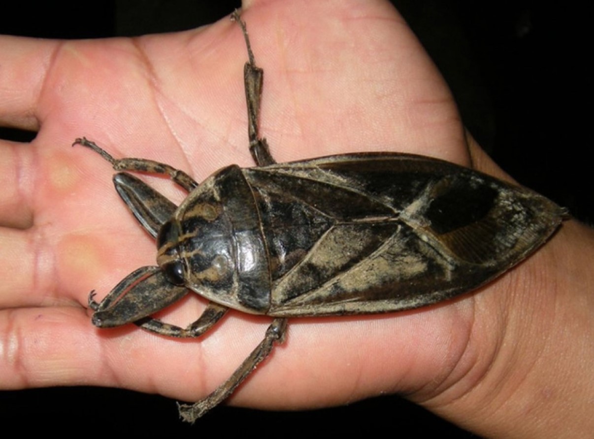 Belostoma: en rovdyr vandbille, der kan være en lækker delikatesse i Thailand