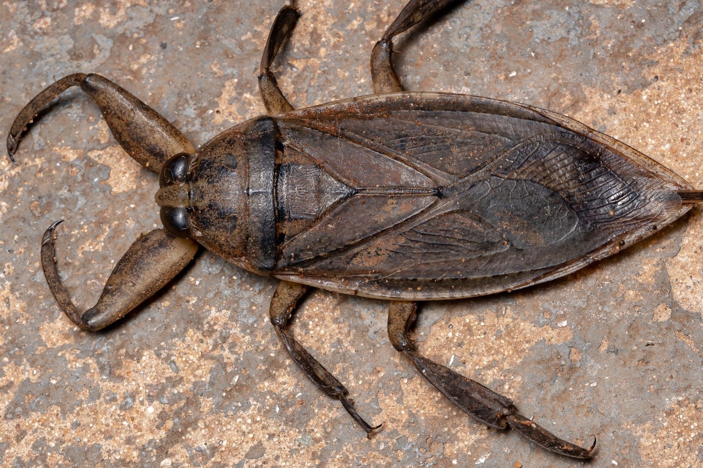 Belostoma: en rovdyr vandbille, der kan være en lækker delikatesse i Thailand