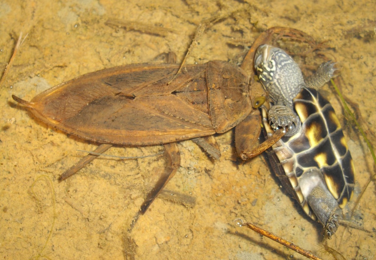 Belostoma: en rovdyr vandbille, der kan være en lækker delikatesse i Thailand