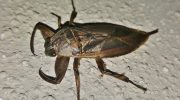 Belostoma: en rovdyr vandbille, der kan være en lækker delikatesse i Thailand