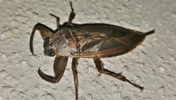 Belostoma: en rovdyr vandbille, der kan være en lækker delikatesse i Thailand