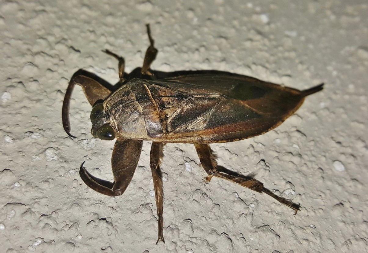 Belostoma: en rovdyr vandbille, der kan være en lækker delikatesse i Thailand