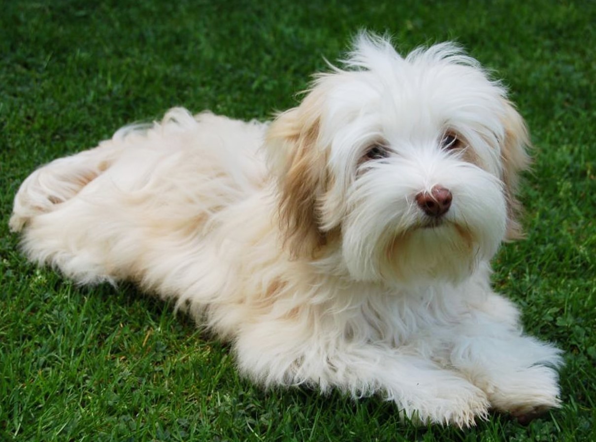 Bichon Havanais: alt om denne lille middelhavshund!