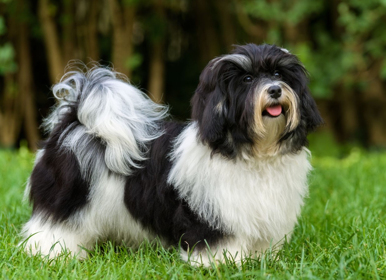 Bichon Havanais: alt om denne lille middelhavshund!