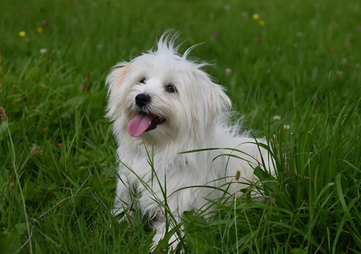 Bichon Havanais: alt om denne lille middelhavshund!