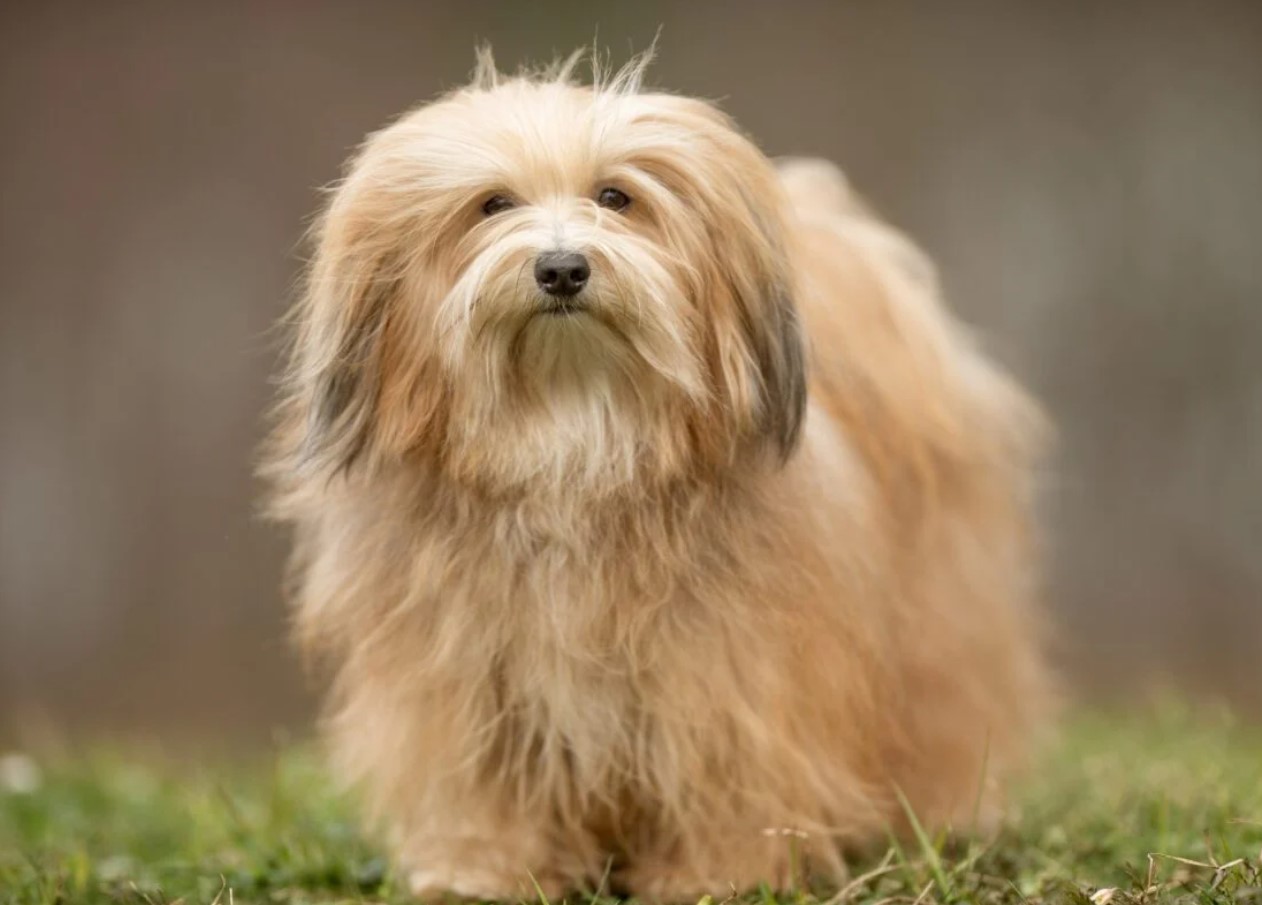 Bichon Havanais: alt om denne lille middelhavshund!