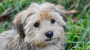 Bichon Havanais: alt om denne lille middelhavshund!