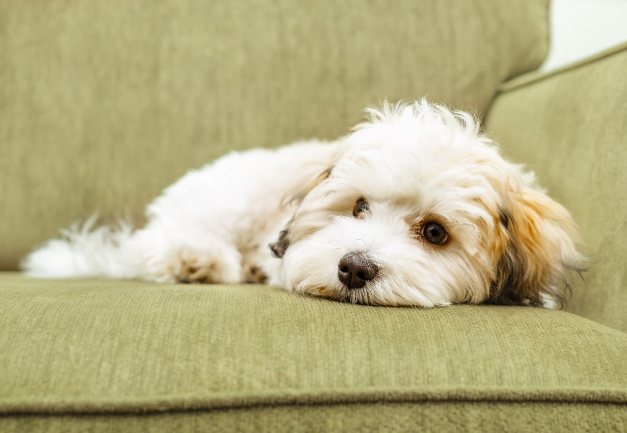 Bichon Havanais: alt om denne lille middelhavshund!