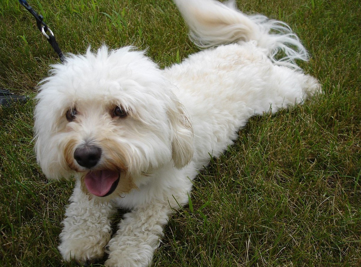 Bichon Havanais: alt om denne lille middelhavshund!
