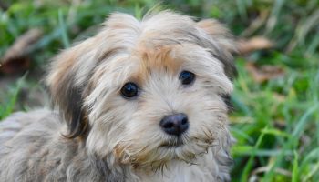 Bichon Havanais: alt om denne lille middelhavshund!