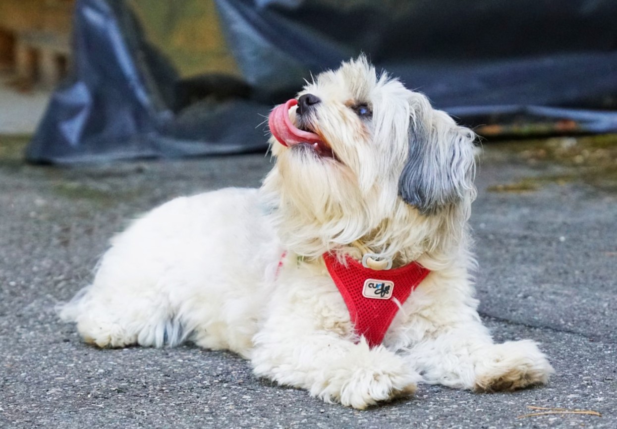 Bichon Havanais: alt om denne lille middelhavshund!