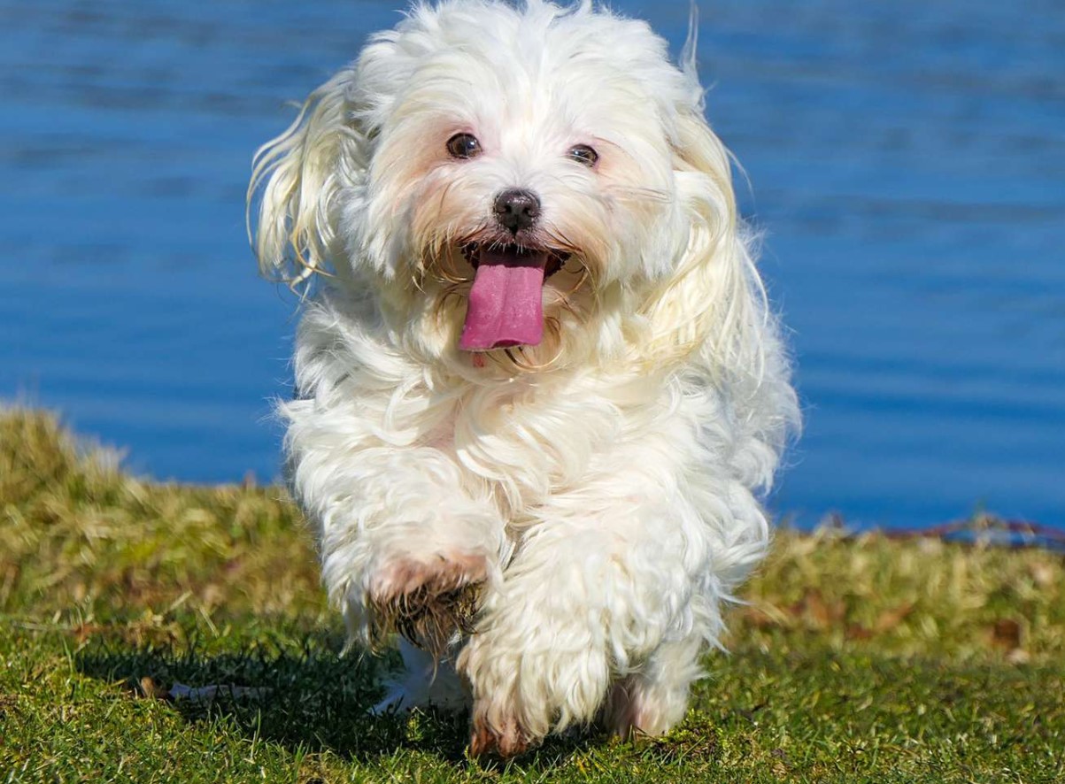 Bichon Havanais: alt om denne lille middelhavshund!
