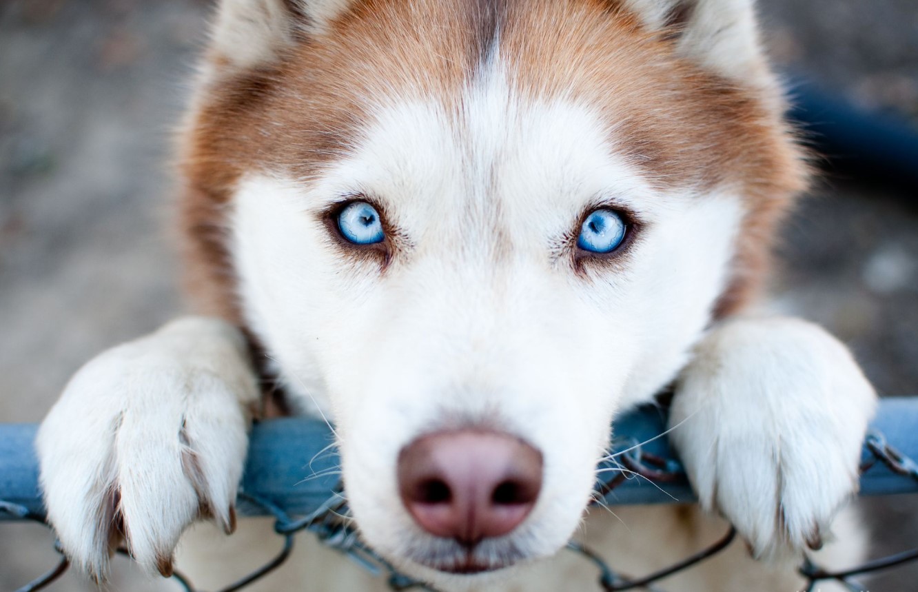 Blå øjne hos hunde: hvordan genetik kan give ikke kun skønhed, men også problemerv