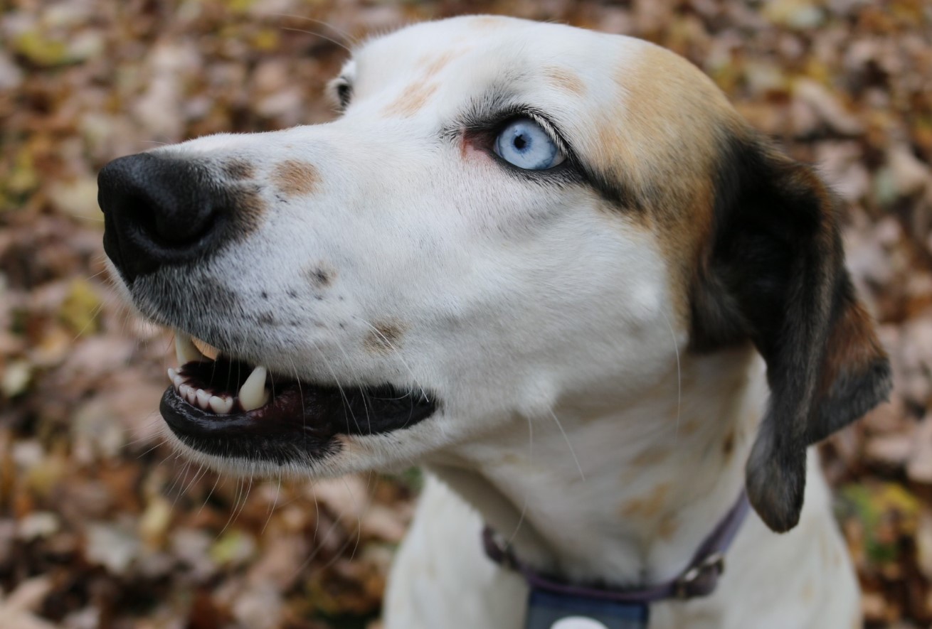 Blå øjne hos hunde: hvordan genetik kan give ikke kun skønhed, men også problemerv