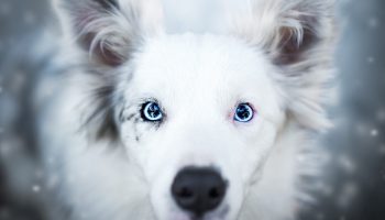 Blå øjne hos hunde: hvordan genetik kan give ikke kun skønhed, men også problemerv