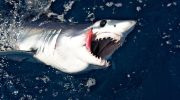Shark Week-teamet opdager usædvanlige 'sorte makohajer' ud for Californiens kyst