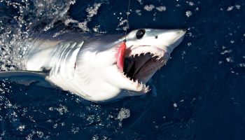 Shark Week-teamet opdager usædvanlige 'sorte makohajer' ud for Californiens kyst