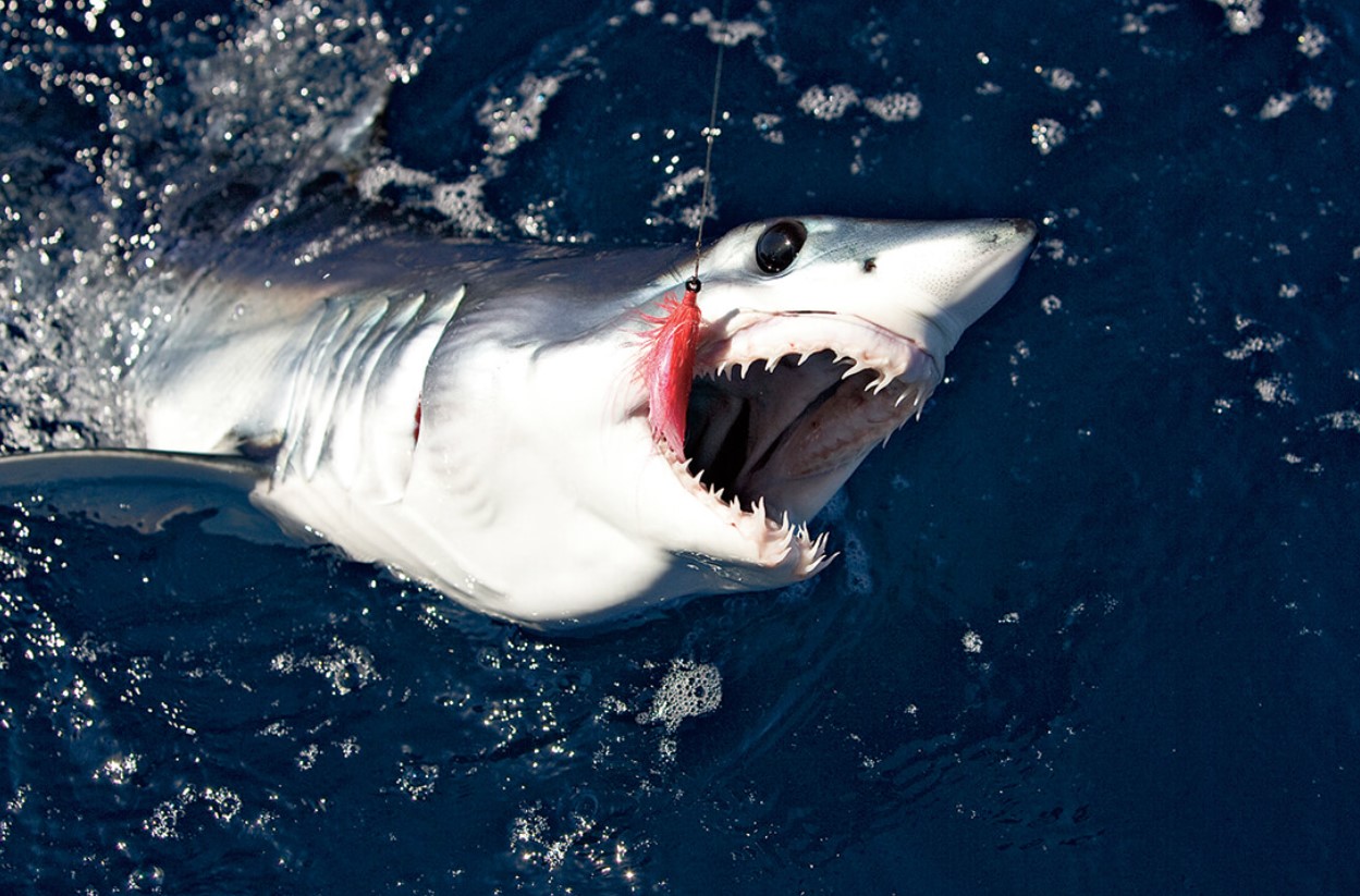 Shark Week-teamet opdager usædvanlige 'sorte makohajer' ud for Californiens kyst