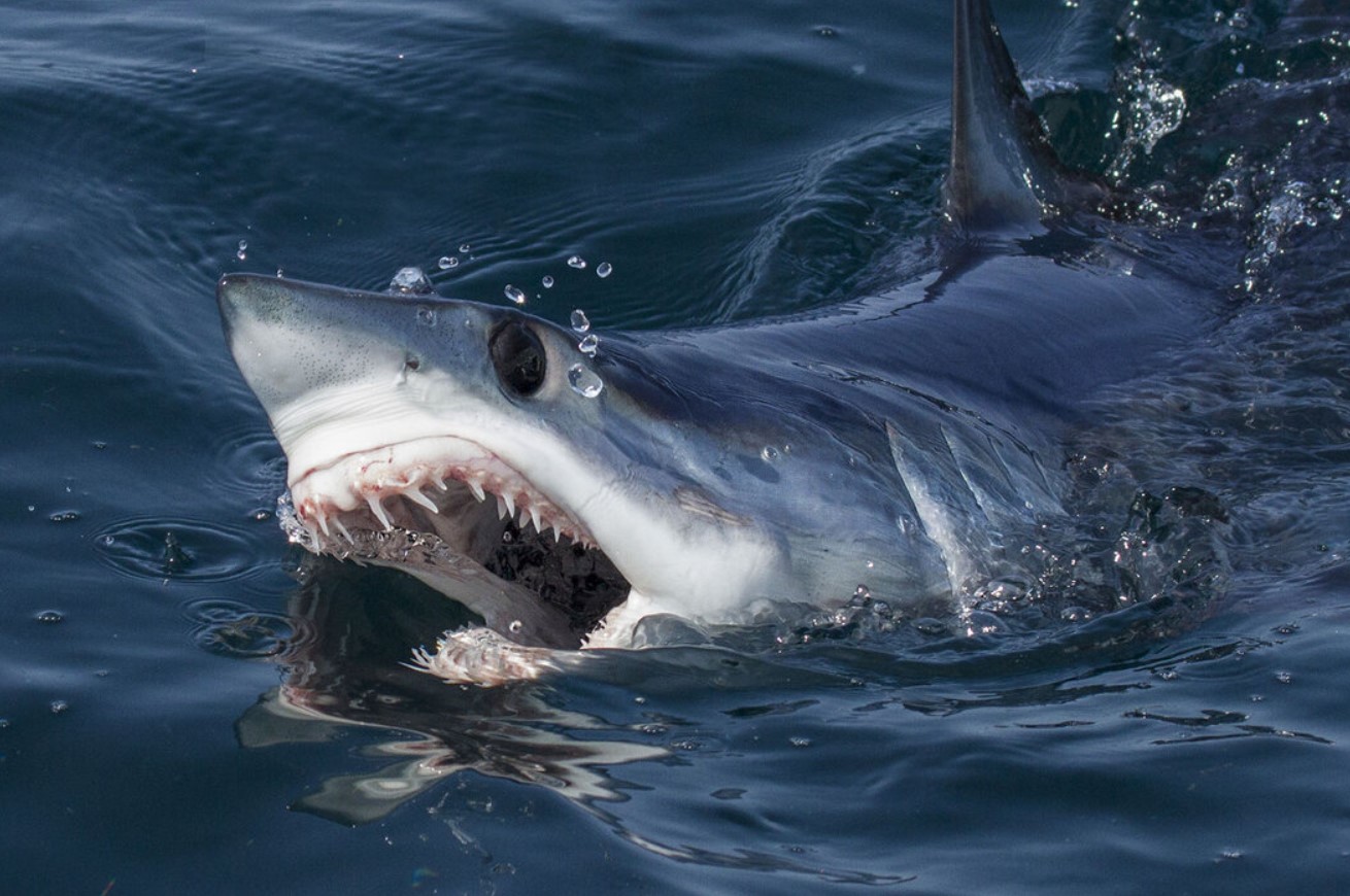 Shark Week-teamet opdager usædvanlige 'sorte makohajer' ud for Californiens kyst