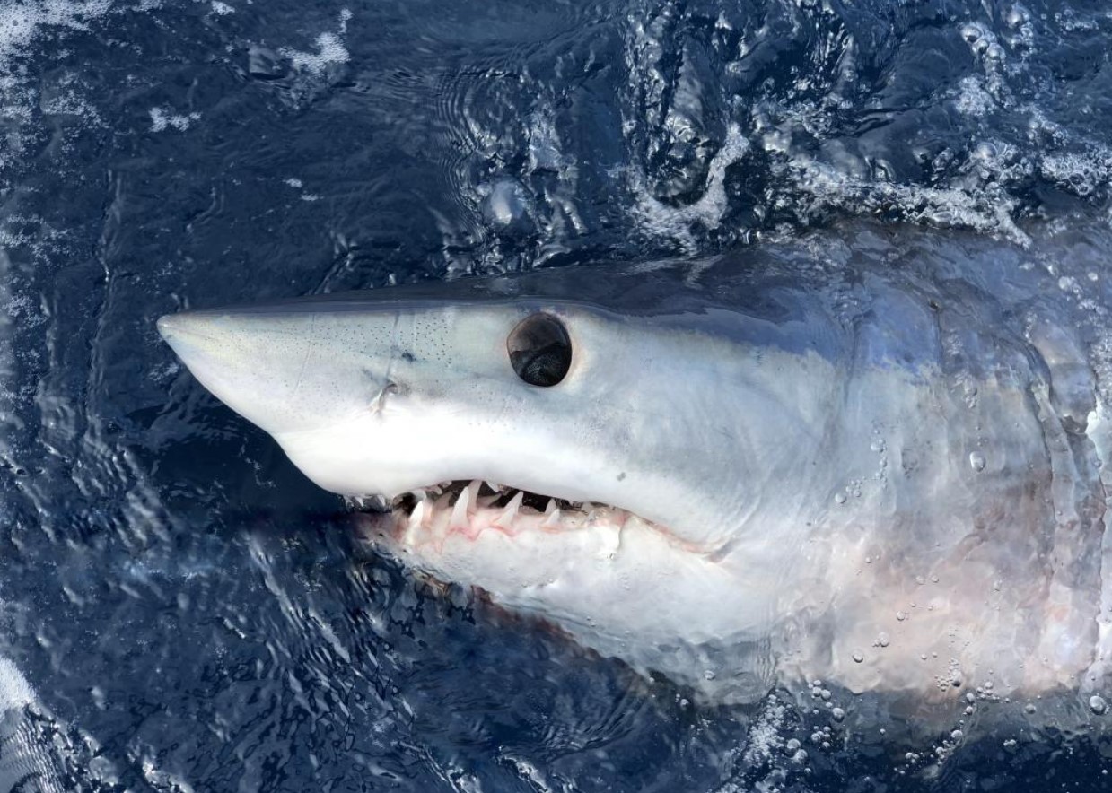 Shark Week-teamet opdager usædvanlige 'sorte makohajer' ud for Californiens kyst