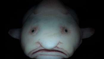 Blodfisk: havets triste ansigt - her er, hvad dens fantastiske natur skjuler
