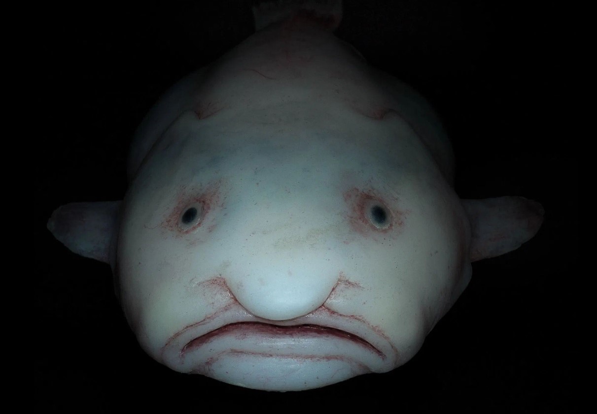 Blodfisk: havets triste ansigt - her er, hvad dens fantastiske natur skjuler
