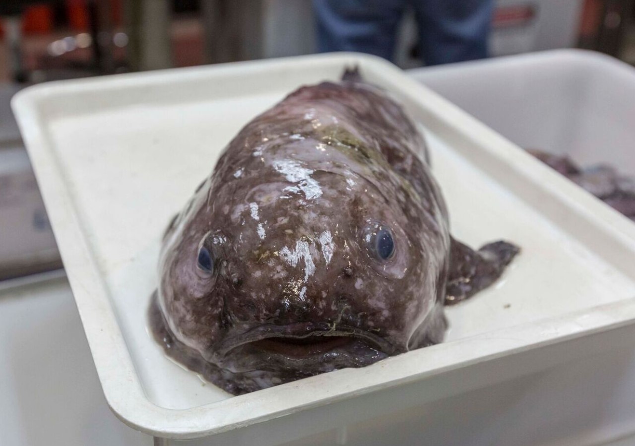 Blodfisk: havets triste ansigt - her er, hvad dens fantastiske natur skjuler