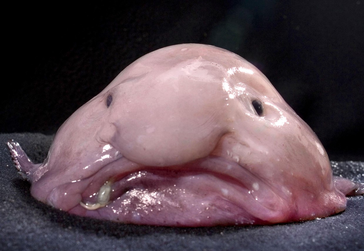 Blodfisk: havets triste ansigt - her er, hvad dens fantastiske natur skjuler