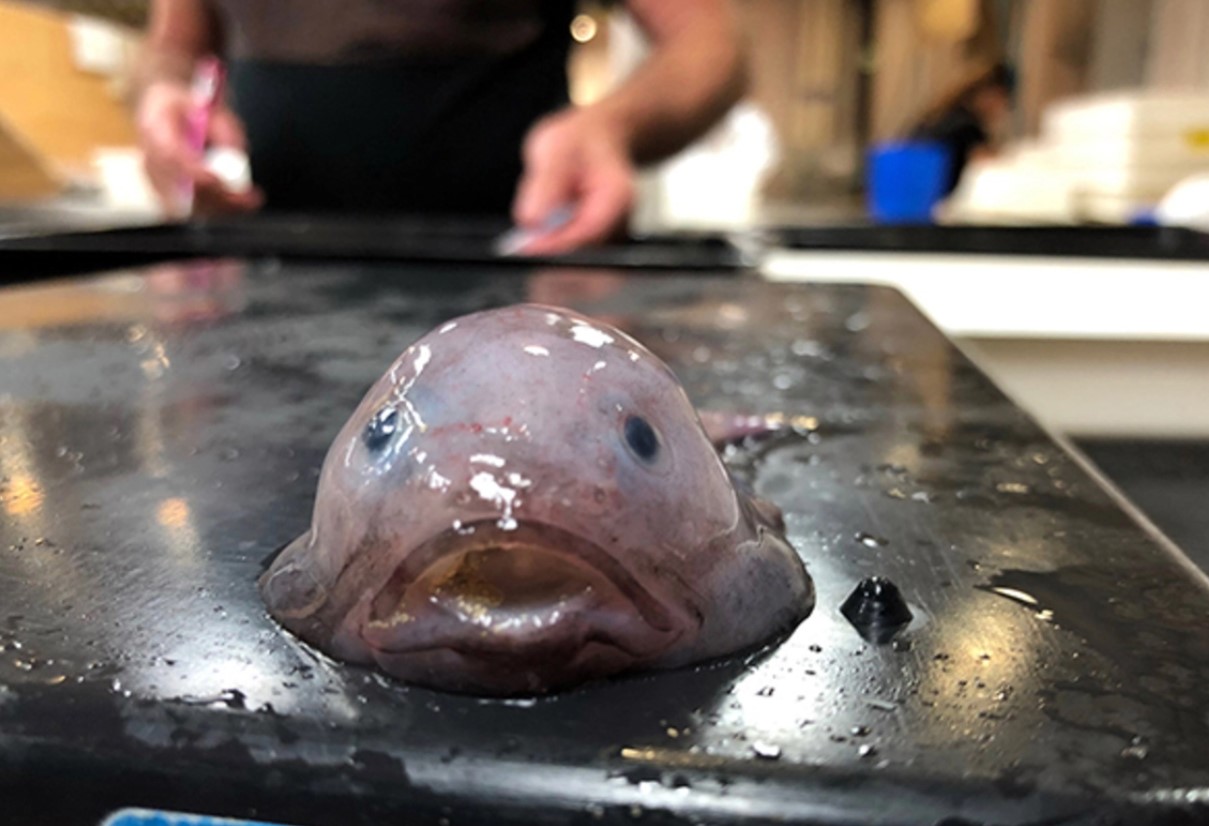 Blodfisk: havets triste ansigt - her er, hvad dens fantastiske natur skjuler