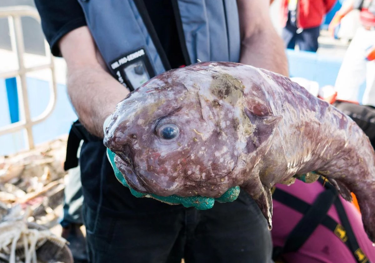 Blodfisk: havets triste ansigt - her er, hvad dens fantastiske natur skjuler