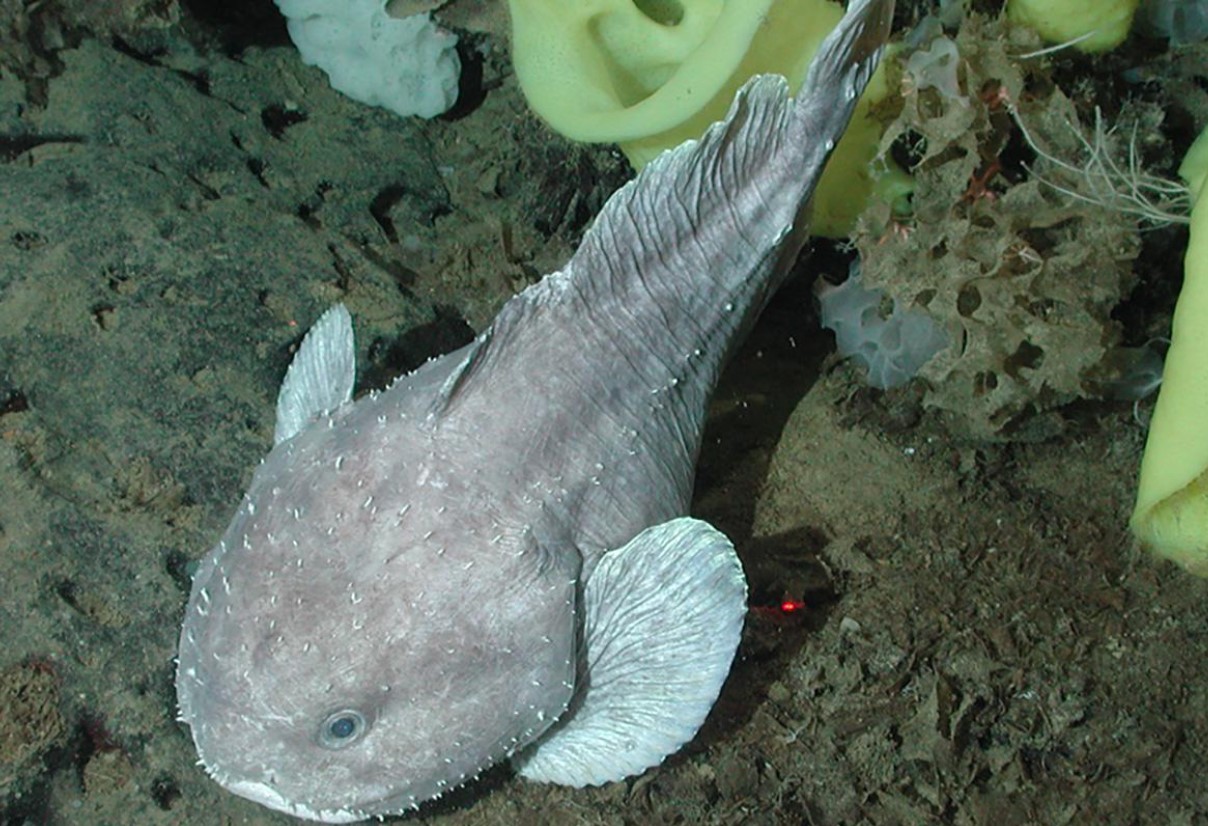 Blodfisk: havets triste ansigt - her er, hvad dens fantastiske natur skjuler