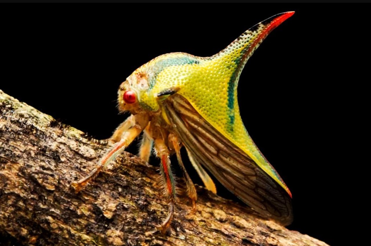 Brevisana brevis