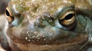Bufo Alvarius