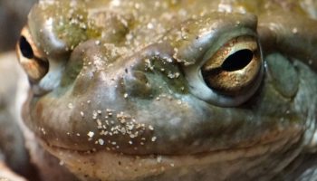 Bufo Alvarius