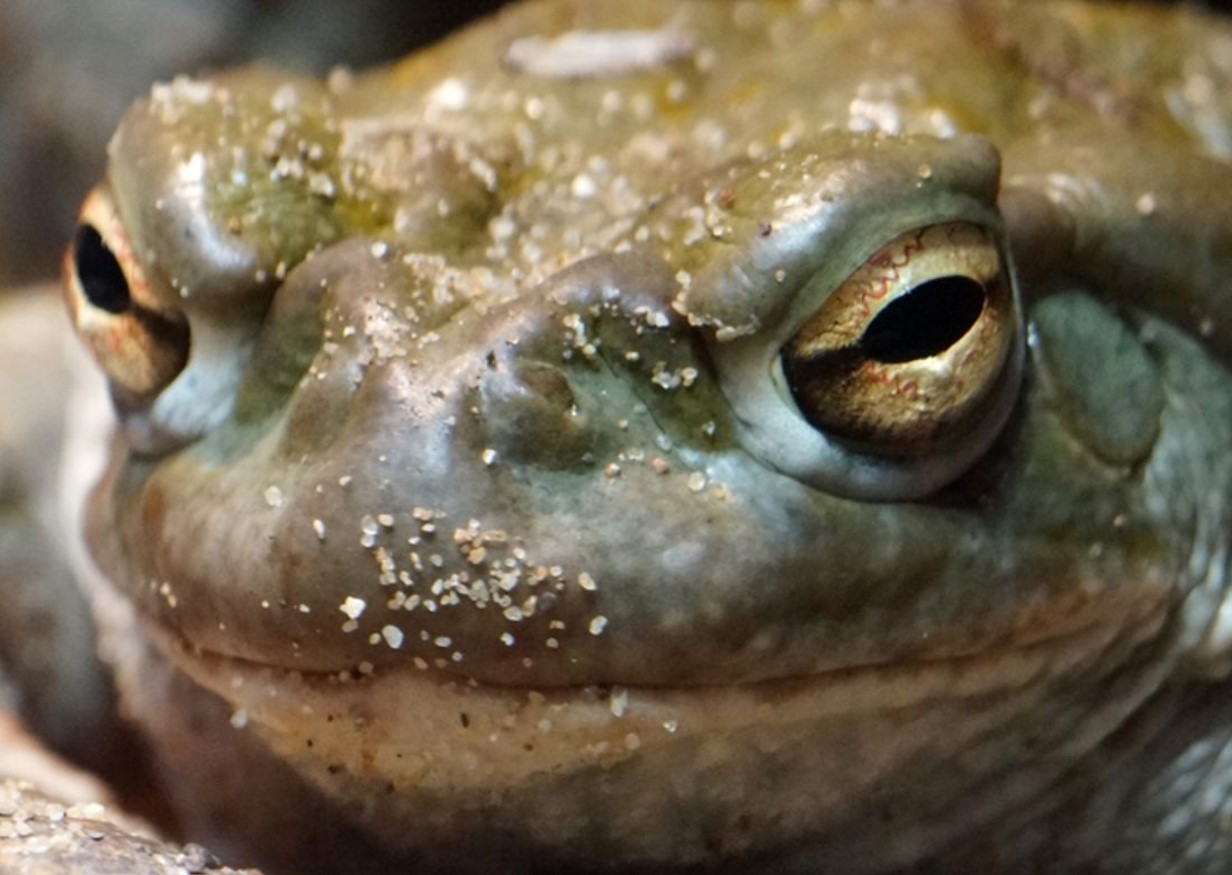 Bufo Alvarius