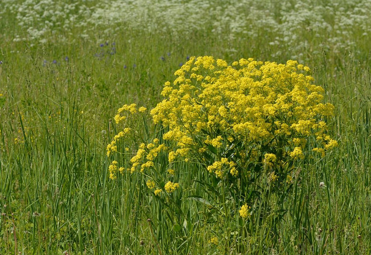 Bunias orientalis