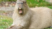 Capybara er stor. Hvorfor er der så mange, der ønsker at være venner med den?