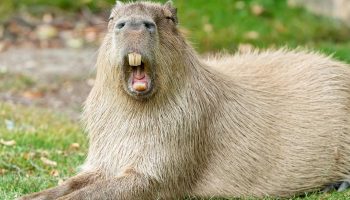Capybara er stor. Hvorfor er der så mange, der ønsker at være venner med den?