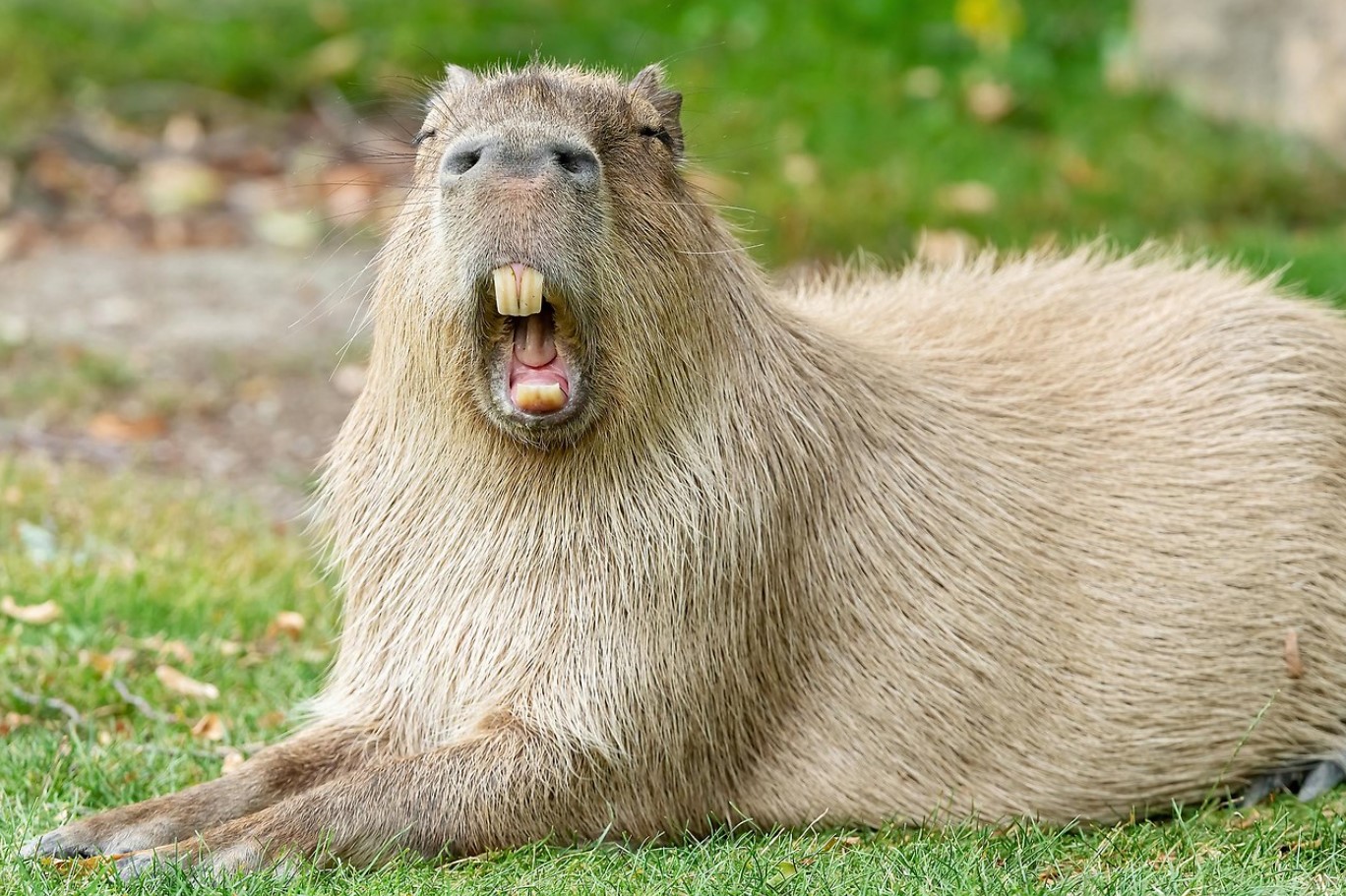 Capybara er stor. Hvorfor er der så mange, der ønsker at være venner med den?